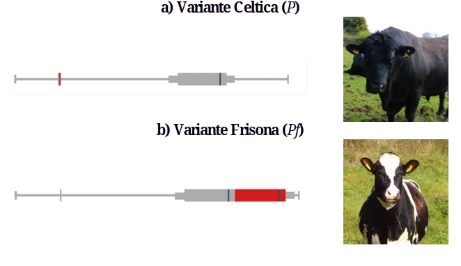 Varianti genetiche dell'assenza di corna: variante celtica (P) e variante Friesian (Pf)