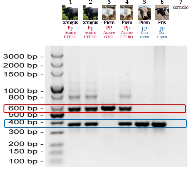 Discriminazione dei genotipi al locus POLLED tramite PCR