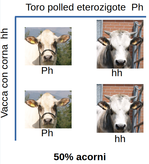 Il gene POLLED e le sue mutazioni