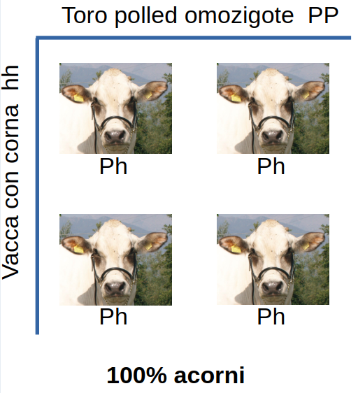 La situazione nella Razza Bovina Piemontese